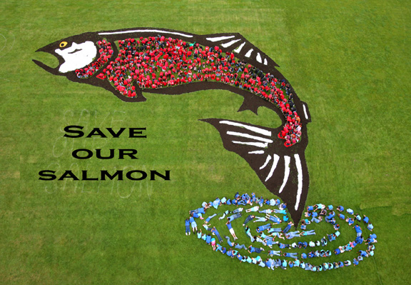 save our salmon