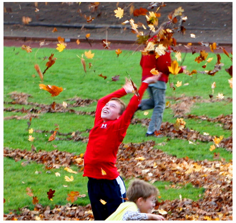 leaves to the sky